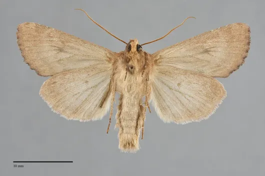 Apamea inficita