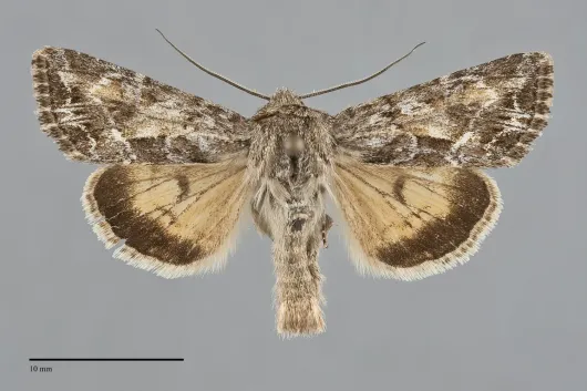 Apamea inordinata