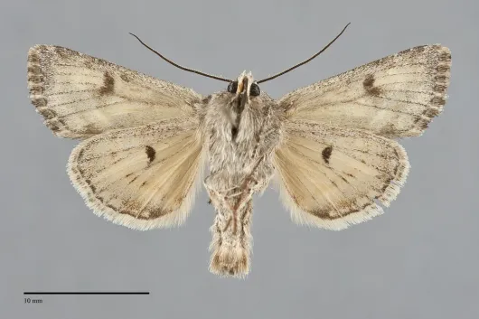 Apamea inordinata