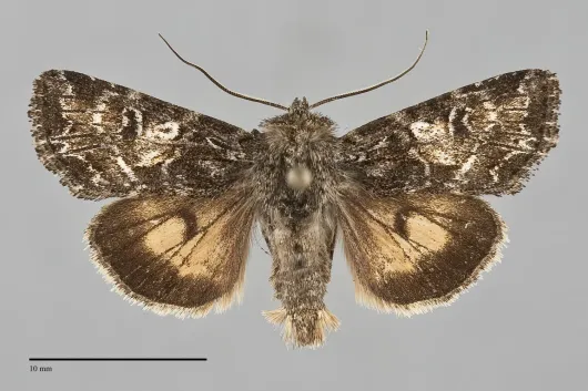 Apamea inordinata