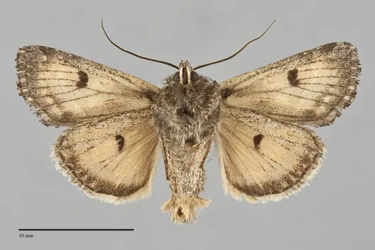 Apamea inordinata