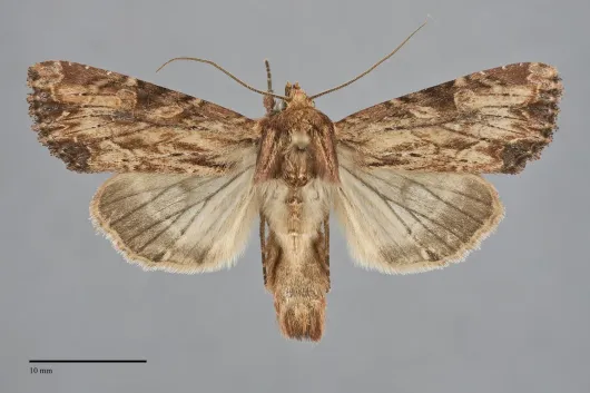 Apamea lignicolora