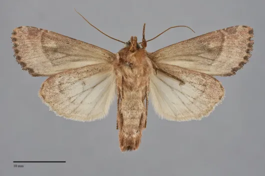 Apamea lignicolora