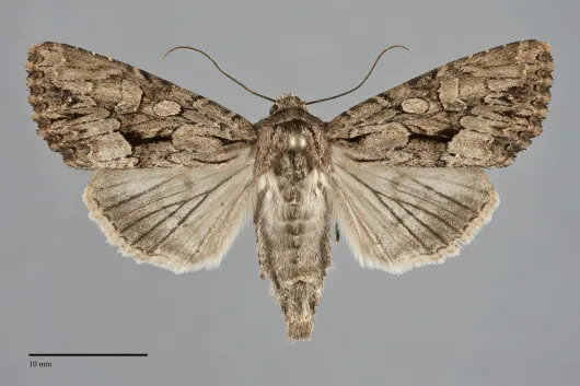 Apamea longula