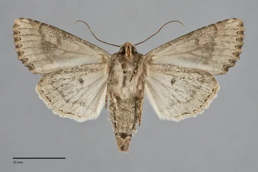 Apamea longula