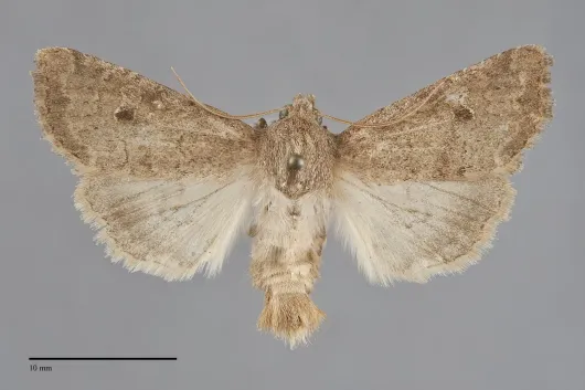 Apamea lutosa