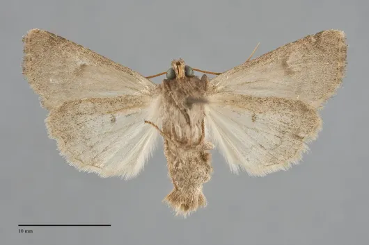 Apamea lutosa