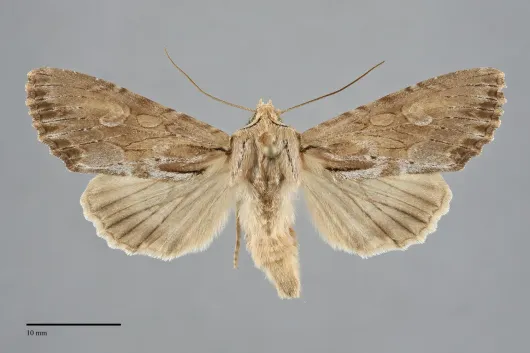 Apamea maxima