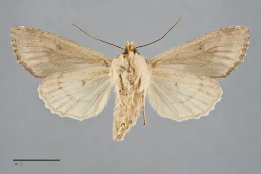 Apamea maxima