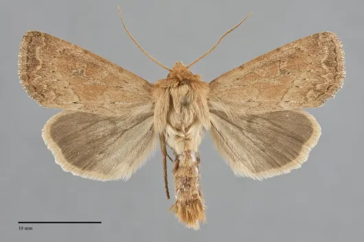 Apamea niveivenosa