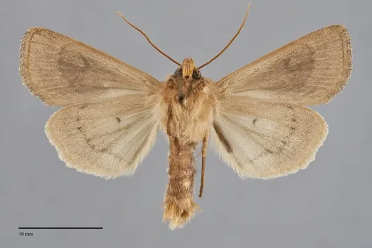 Apamea niveivenosa