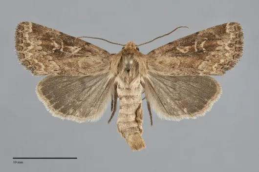 Apamea niveivenosa