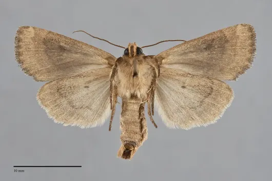 Apamea niveivenosa
