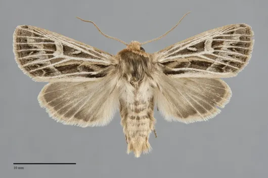 Apamea niveivenosa