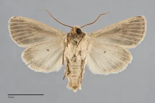 Apamea niveivenosa
