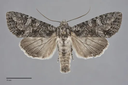Apamea occidens