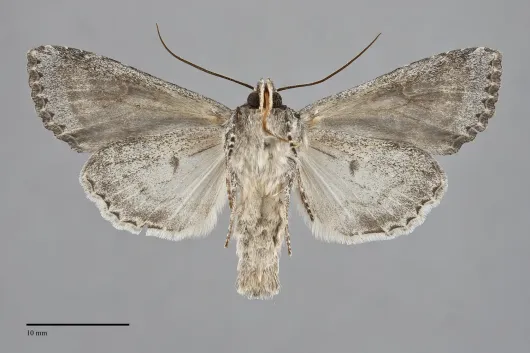 Apamea occidens