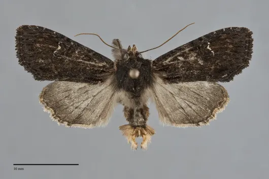 Apamea plutonia