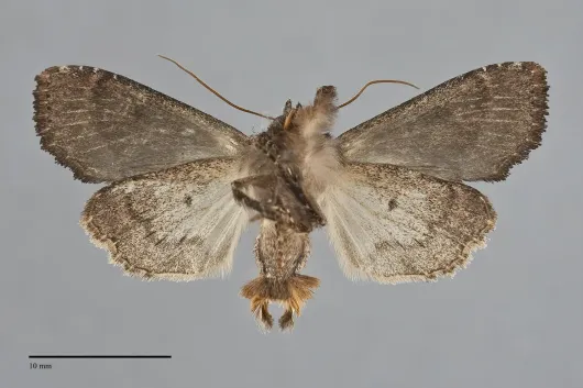 Apamea plutonia
