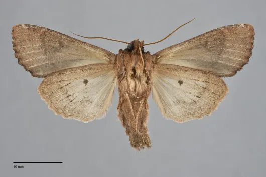 Apamea scoparia