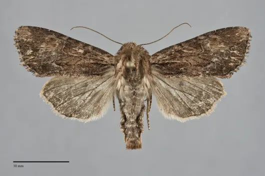 Apamea siskiyou