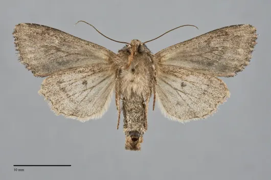 Apamea siskiyou