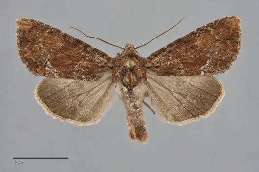 Apamea sora