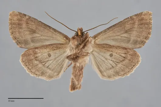 Apamea sora