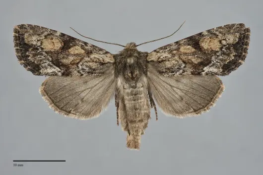 Apamea sora