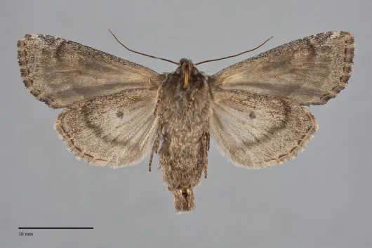 Apamea sora
