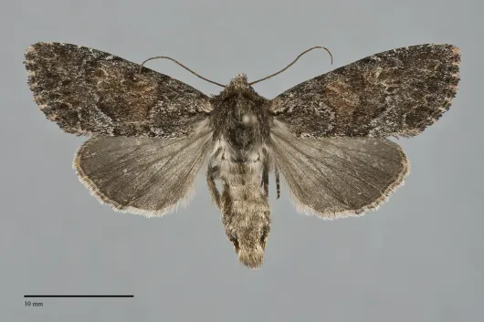 Apamea sora