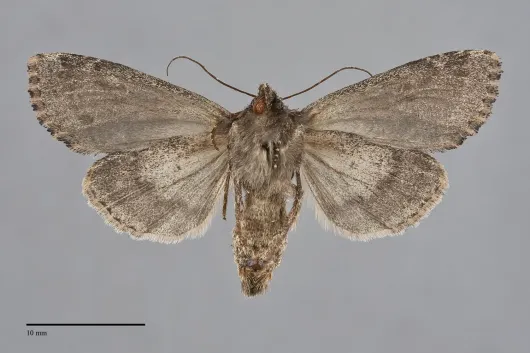 Apamea sora
