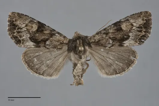 Apamea sora
