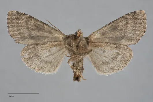 Apamea sora