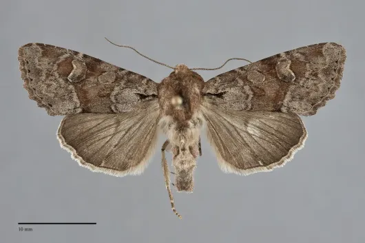 Apamea sordens