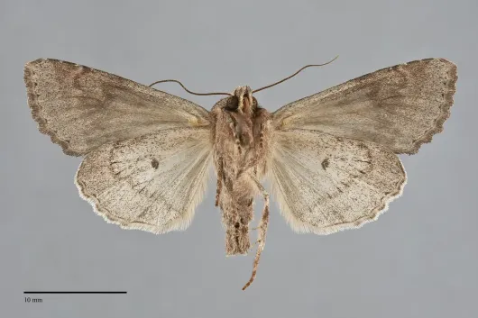Apamea sordens