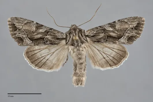 Apamea spaldingi