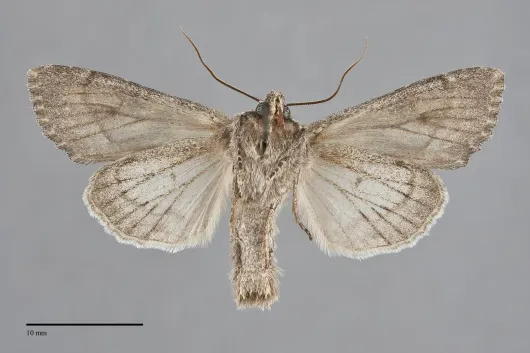Apamea spaldingi