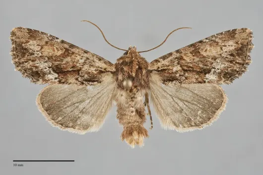 Apamea tahoeensis