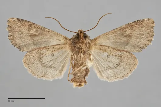 Apamea tahoeensis