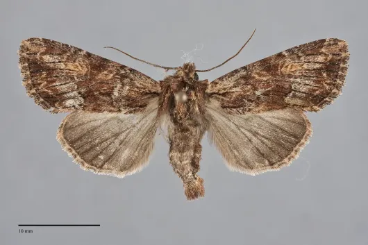 Apamea tahoeensis