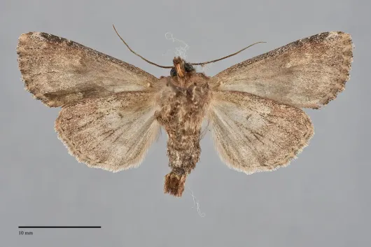 Apamea tahoeensis