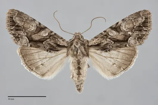 Apamea unita
