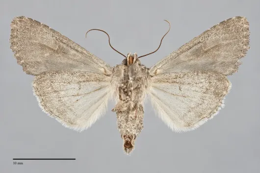 Apamea unita