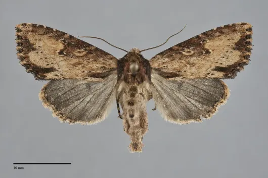 Apamea vultuosa