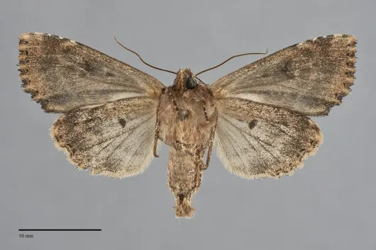 Apamea vultuosa