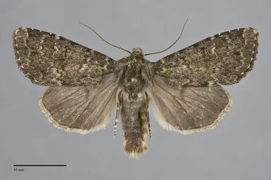 Apamea zeta