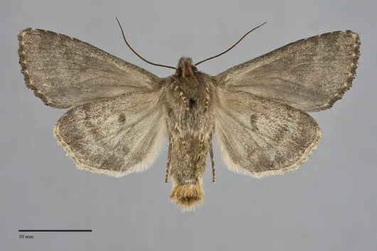 Apamea zeta