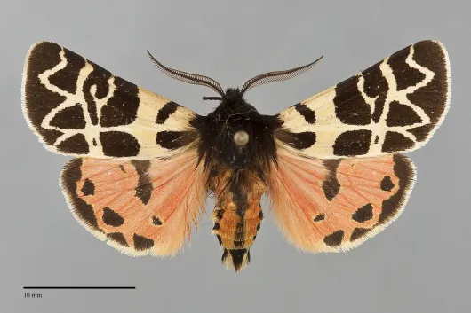 Apantesis behrii