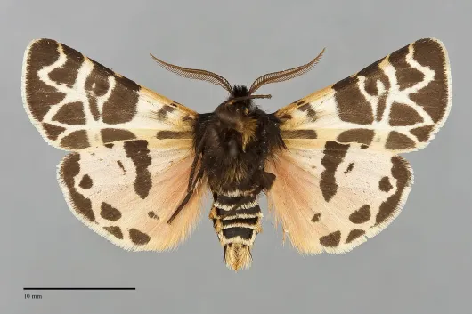 Apantesis behrii